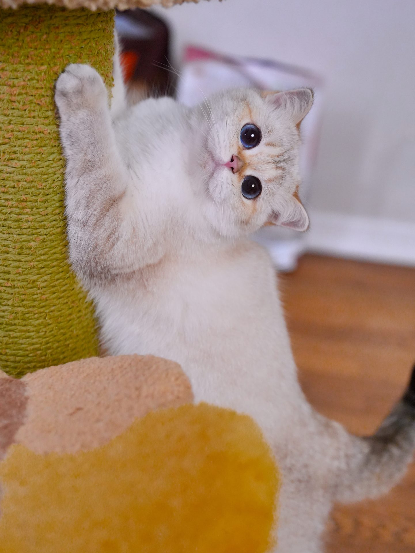 british shorthair breeders