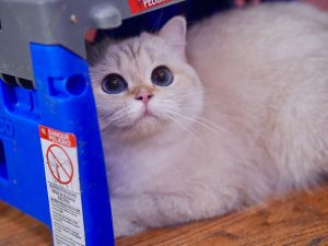 british shorthair kittens for sale