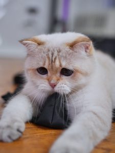 british shorthair kittens for sale