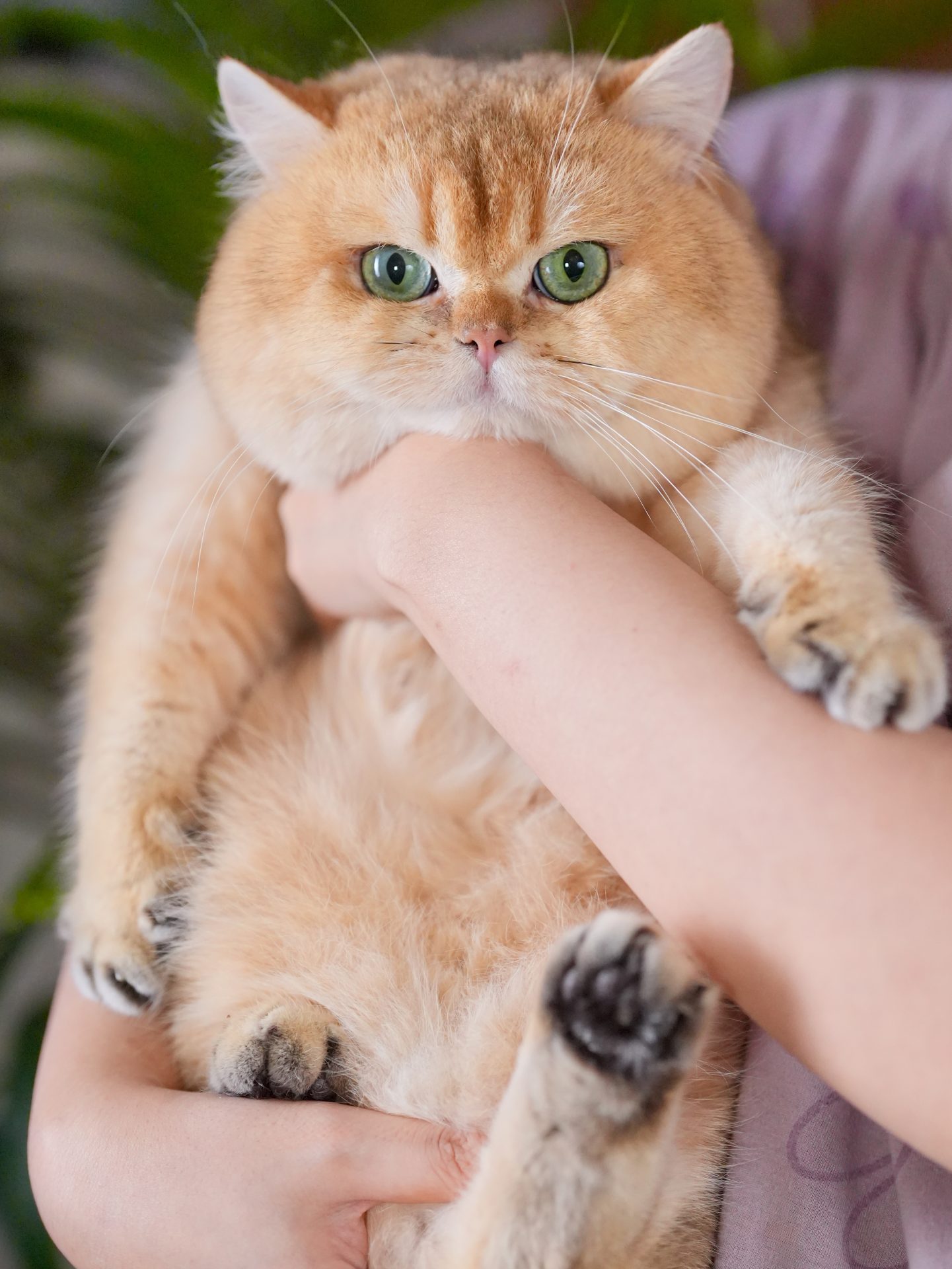 golden british shorthair