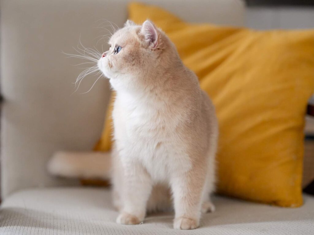 Lilac Golden Shaded British Shorthair - Spinach - British Shorthair for sale & British Longhair Kittens for sale