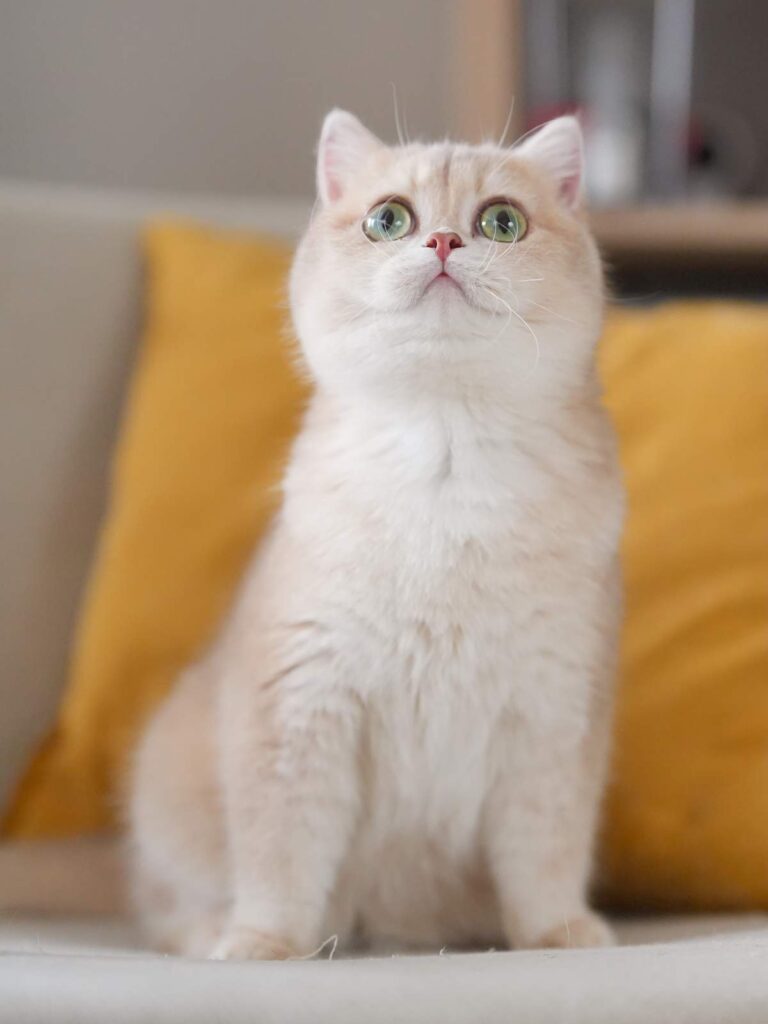 Lilac Golden Shaded British Shorthair - Spinach - British Shorthair for sale & British Longhair Kittens for sale