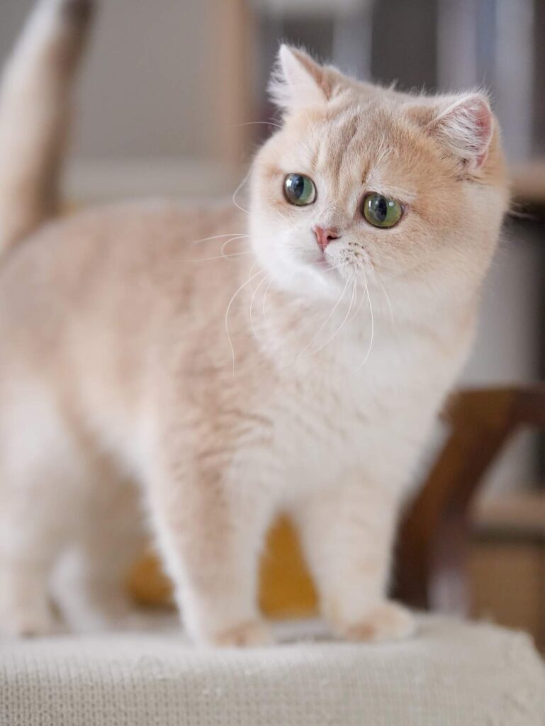 Lilac Golden Shaded British Shorthair - Spinach - British Shorthair for sale & British Longhair Kittens for sale