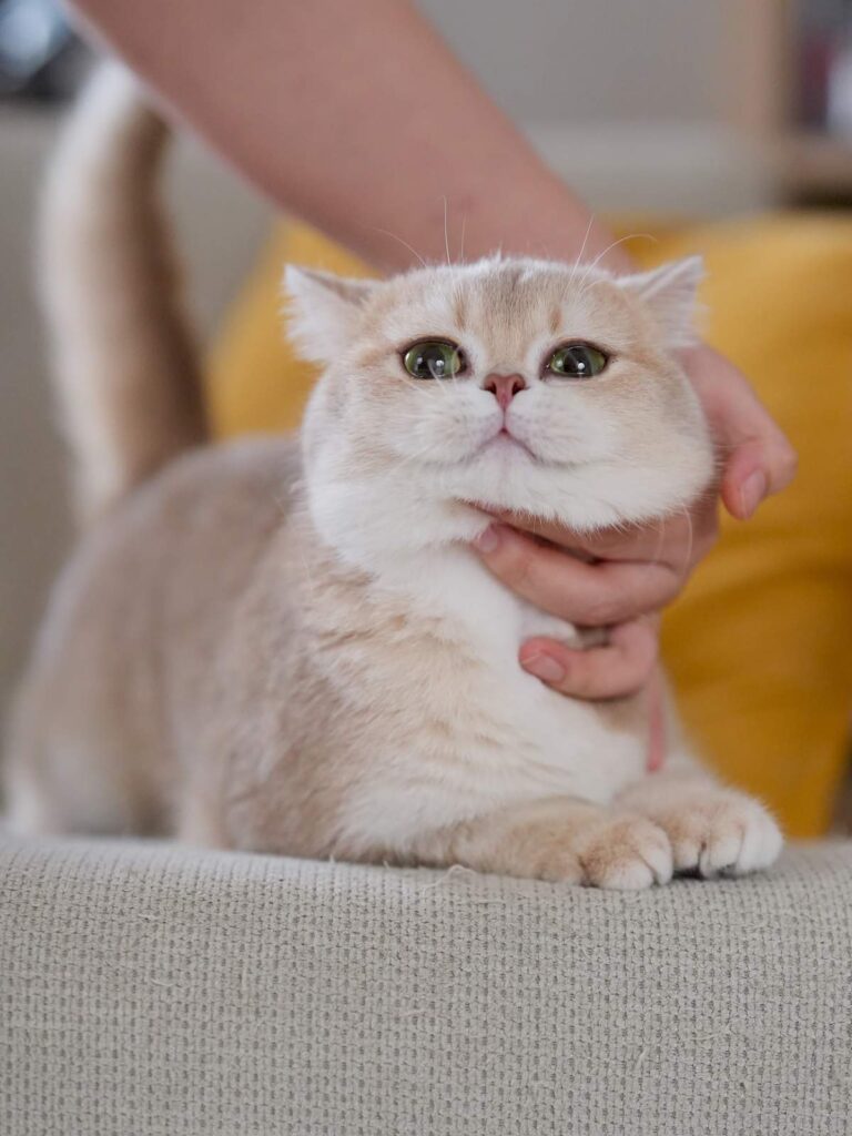 Lilac Golden Shaded British Shorthair - Spinach - British Shorthair for sale & British Longhair Kittens for sale