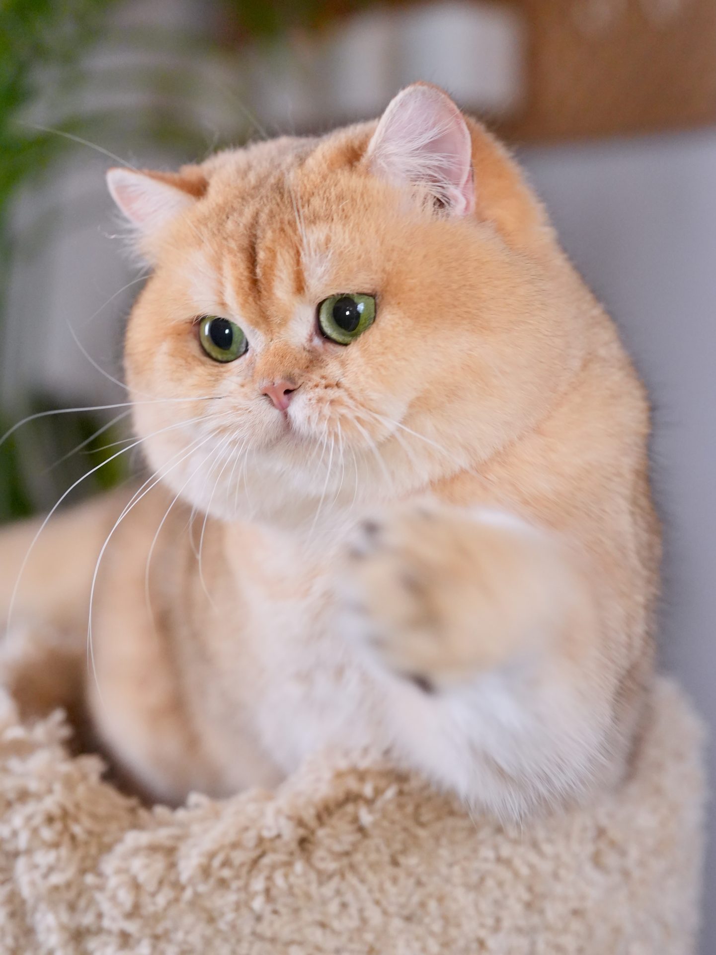 Buy a cat