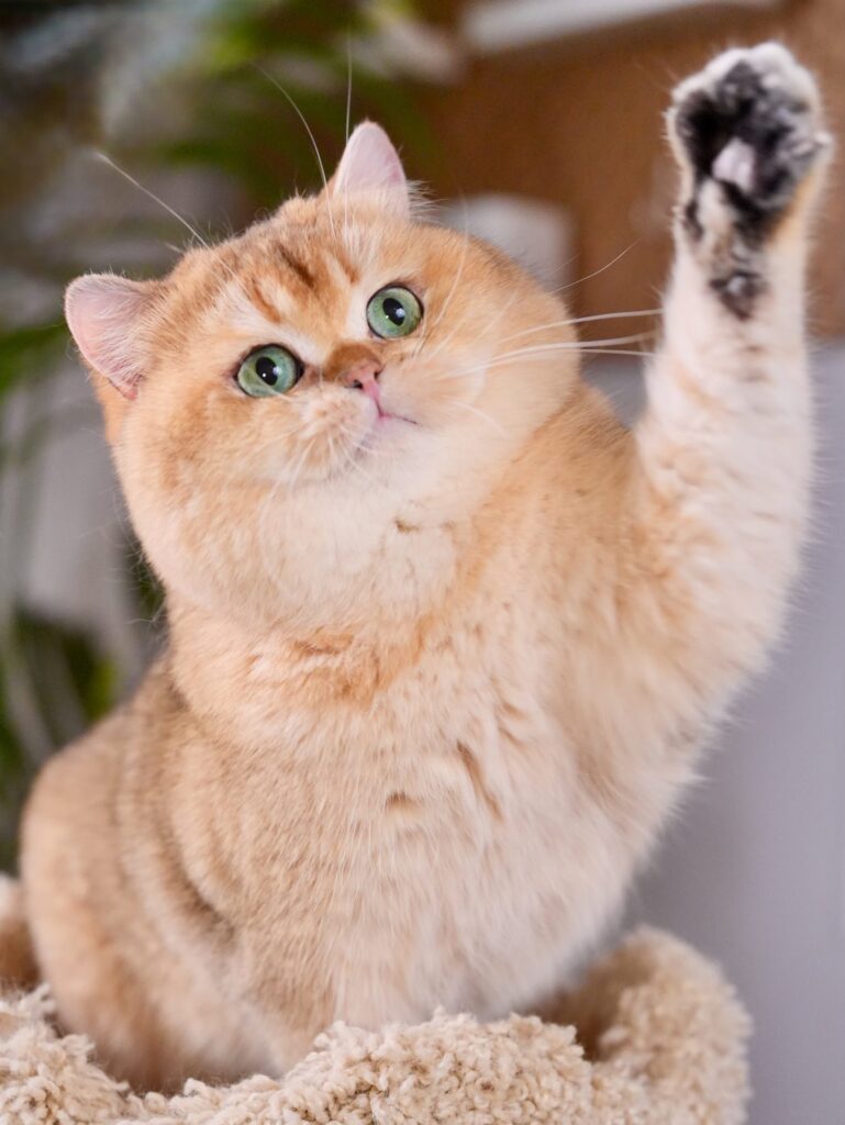 British Longhair and British Shorthair - Kings - British Shorthair for sale & British Longhair Kittens for sale