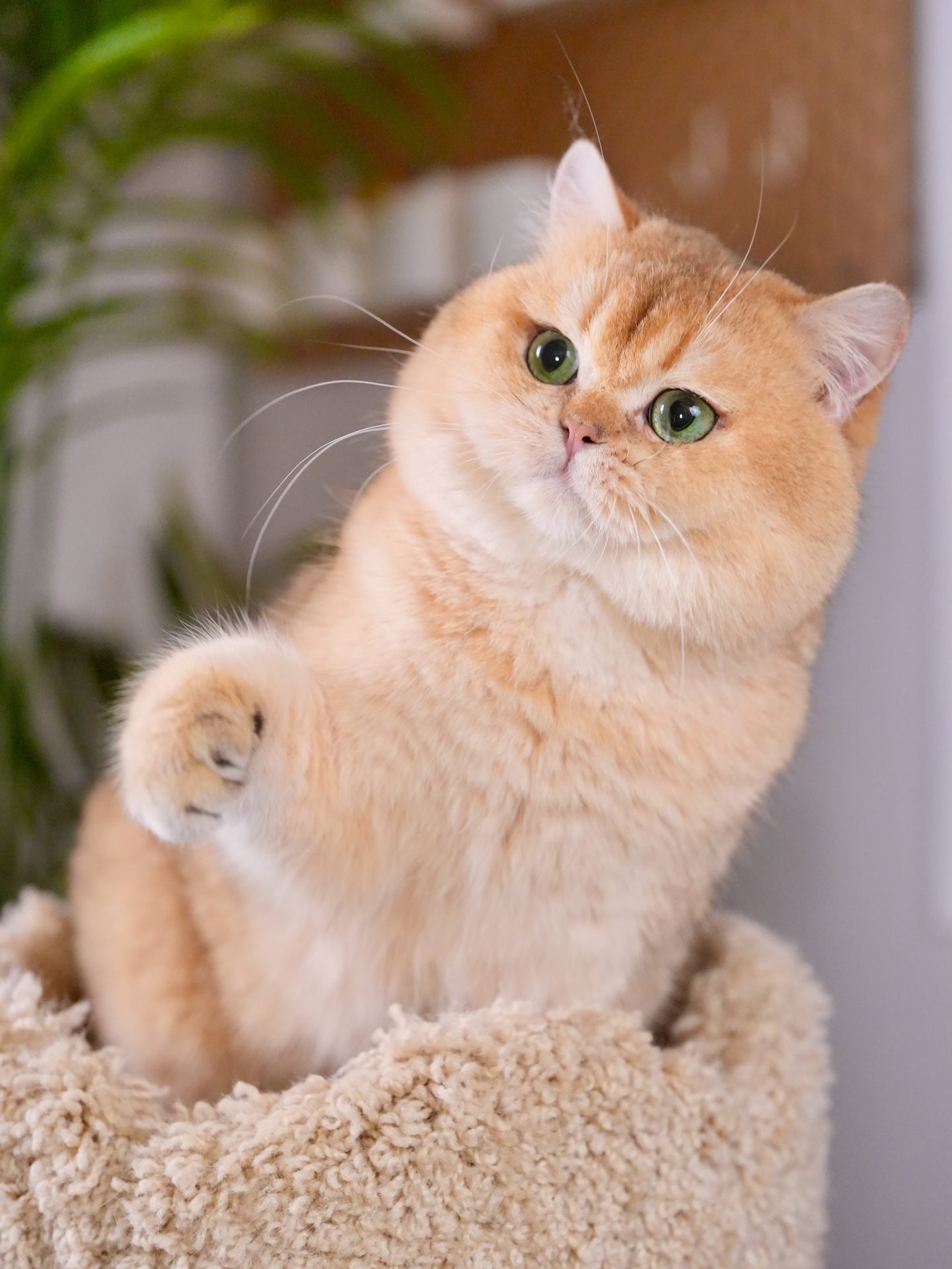 British shorthair for sale