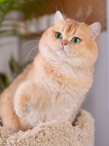 british shorthair breeders