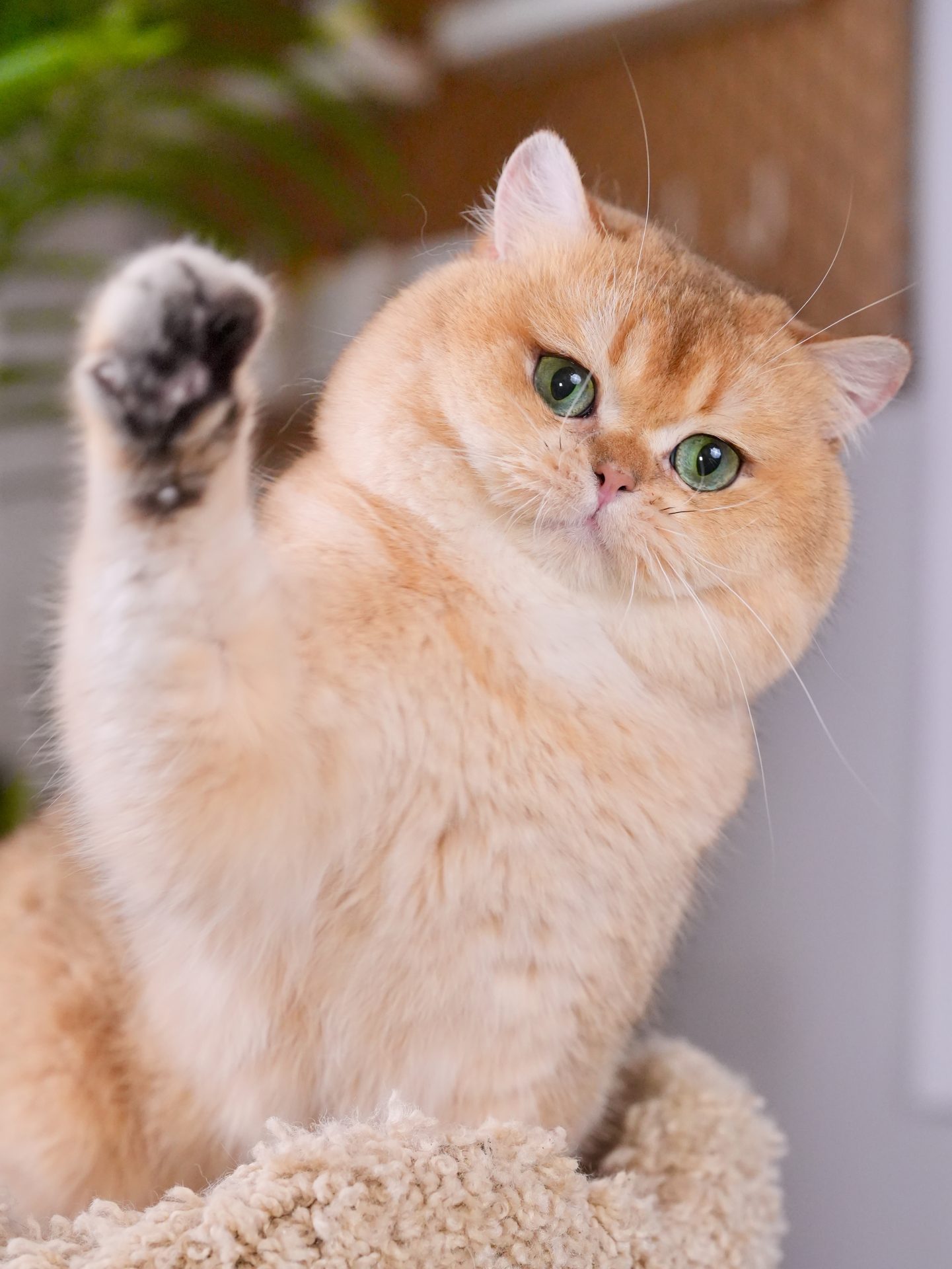 british shorthair kittens for sale