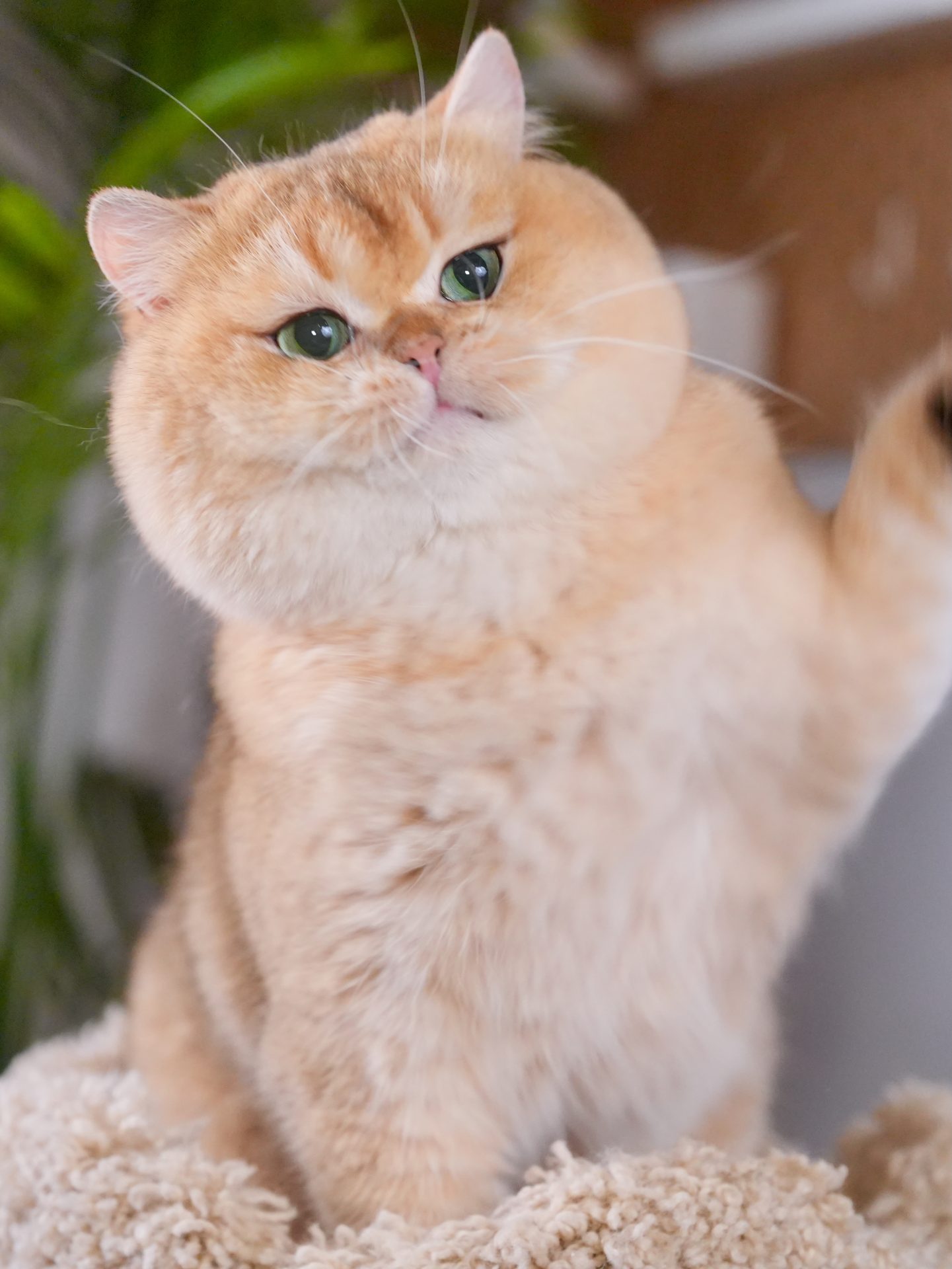 our powerful british shorthair king, carson, receives love from cat lovers all over the world