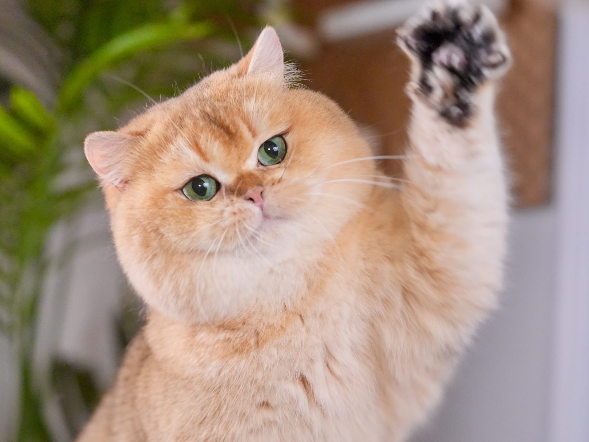 british shorthair breeders ontario