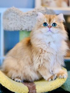 british longhair cat