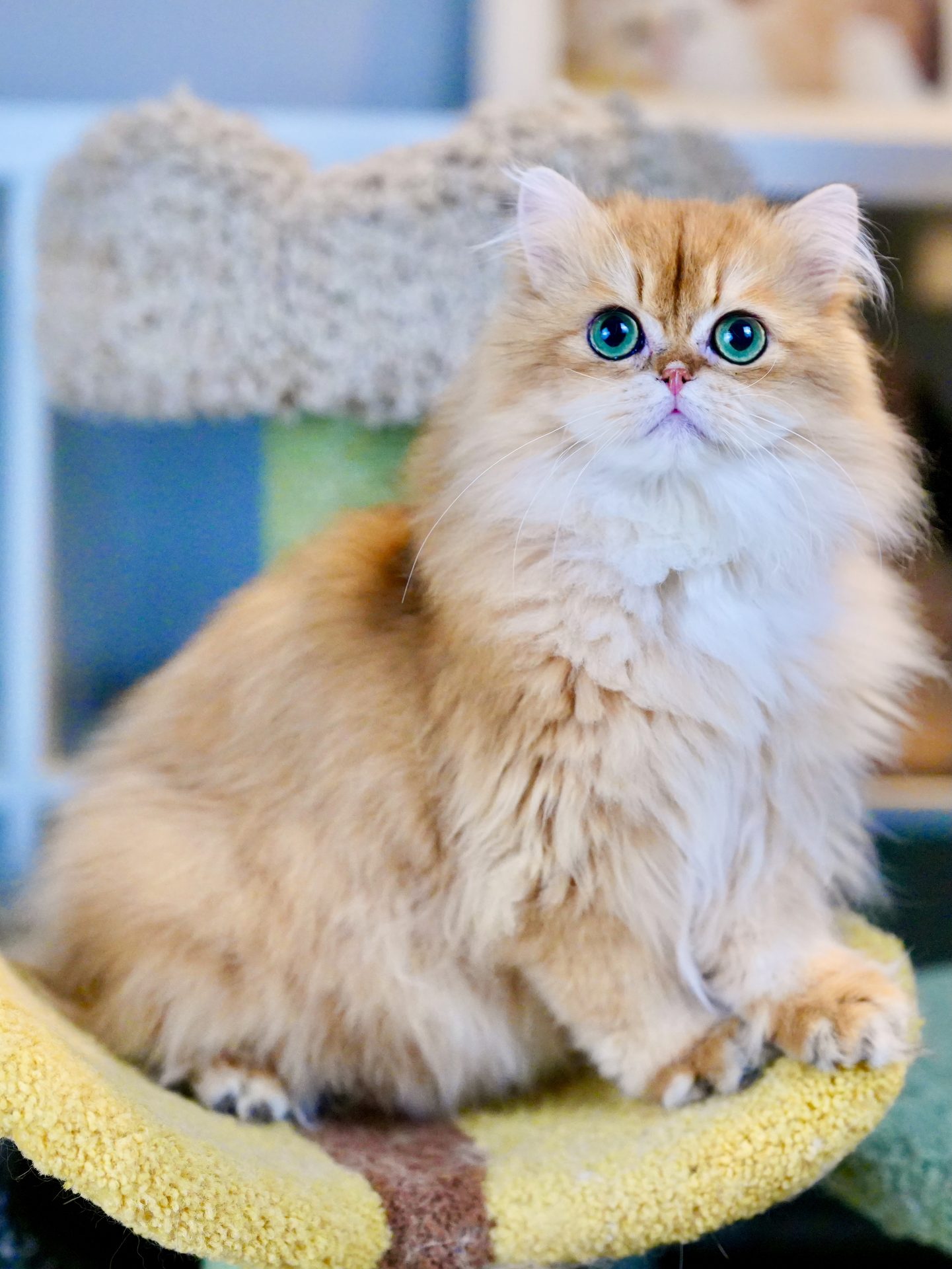 british shorthair breeders