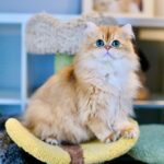 British Longhair Cat Robert is sitting on a cat tree with plush and dense coat.