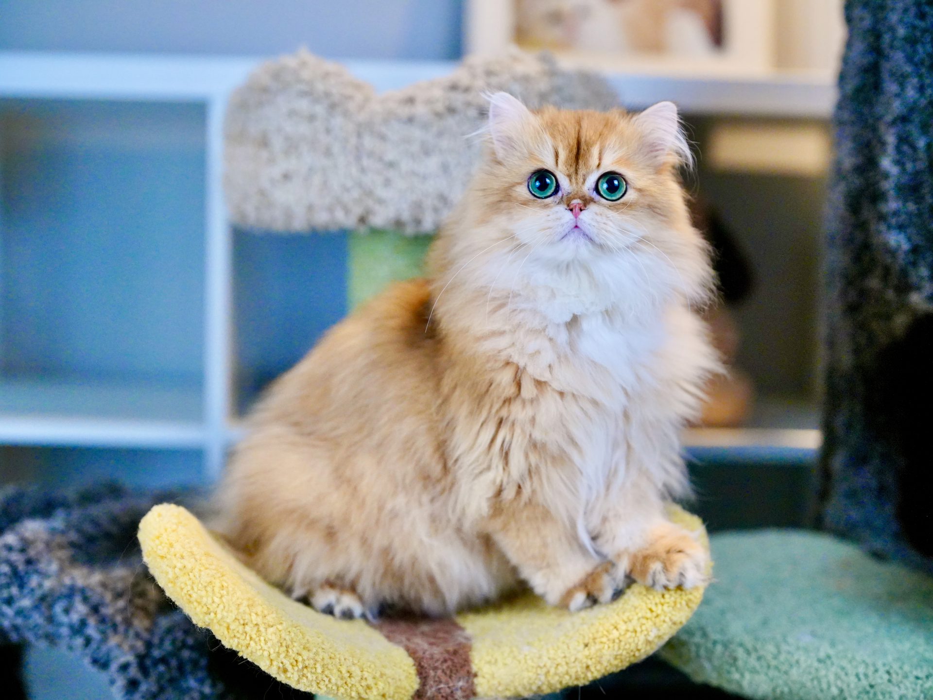 British Longhair Cat Robert is sitting on a cat tree with plush and dense coat.
