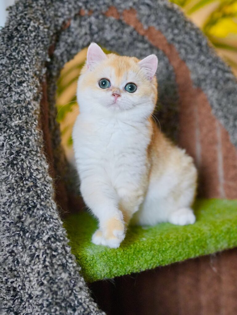 Padme is one of the best british shorthair cats near me with a high quality.