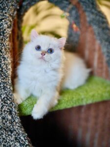 british longhair kitten organa is chill and lying on a tree enjoying the time.