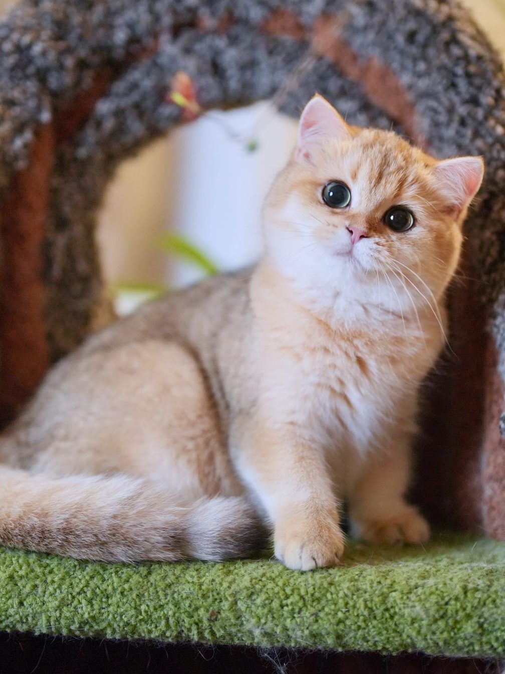 british shorthair kittens for sale camie is standing on a green cat tree