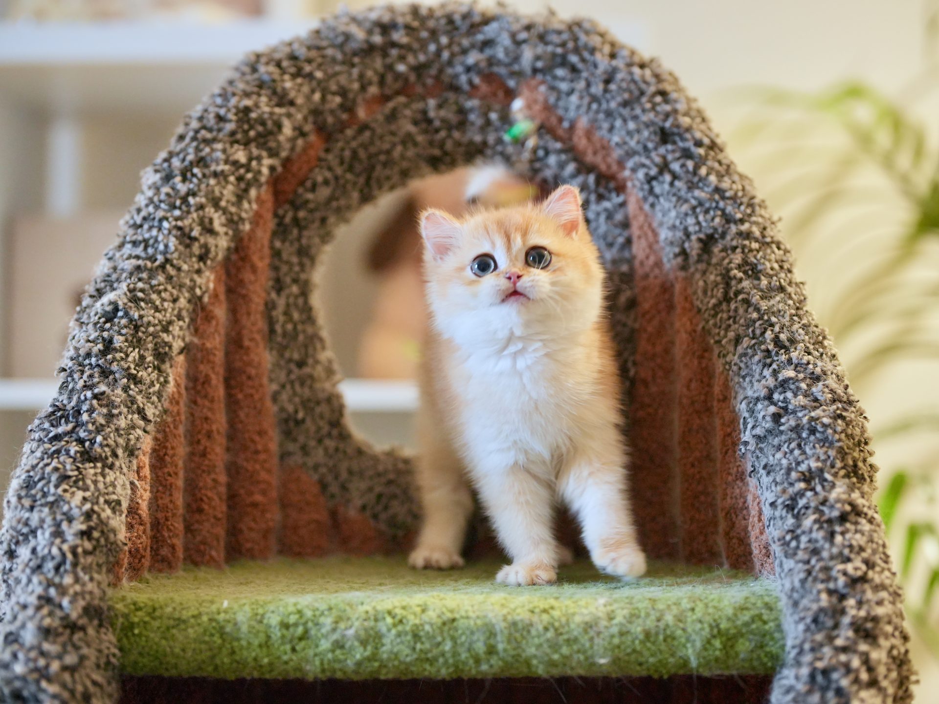 Adorable British Shorthair Golden Fur of Goldie - British Shorthair for sale & British Longhair Kittens for sale