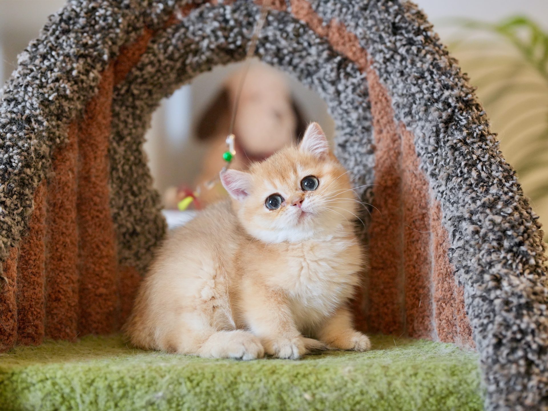 brown kittens for sale