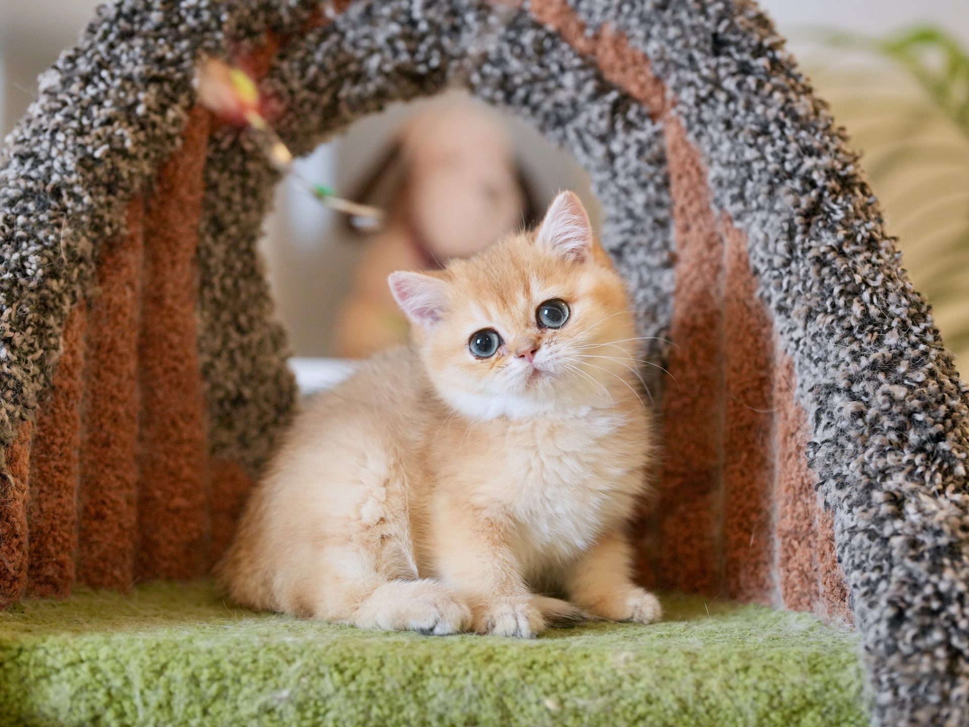 brown kittens for sale