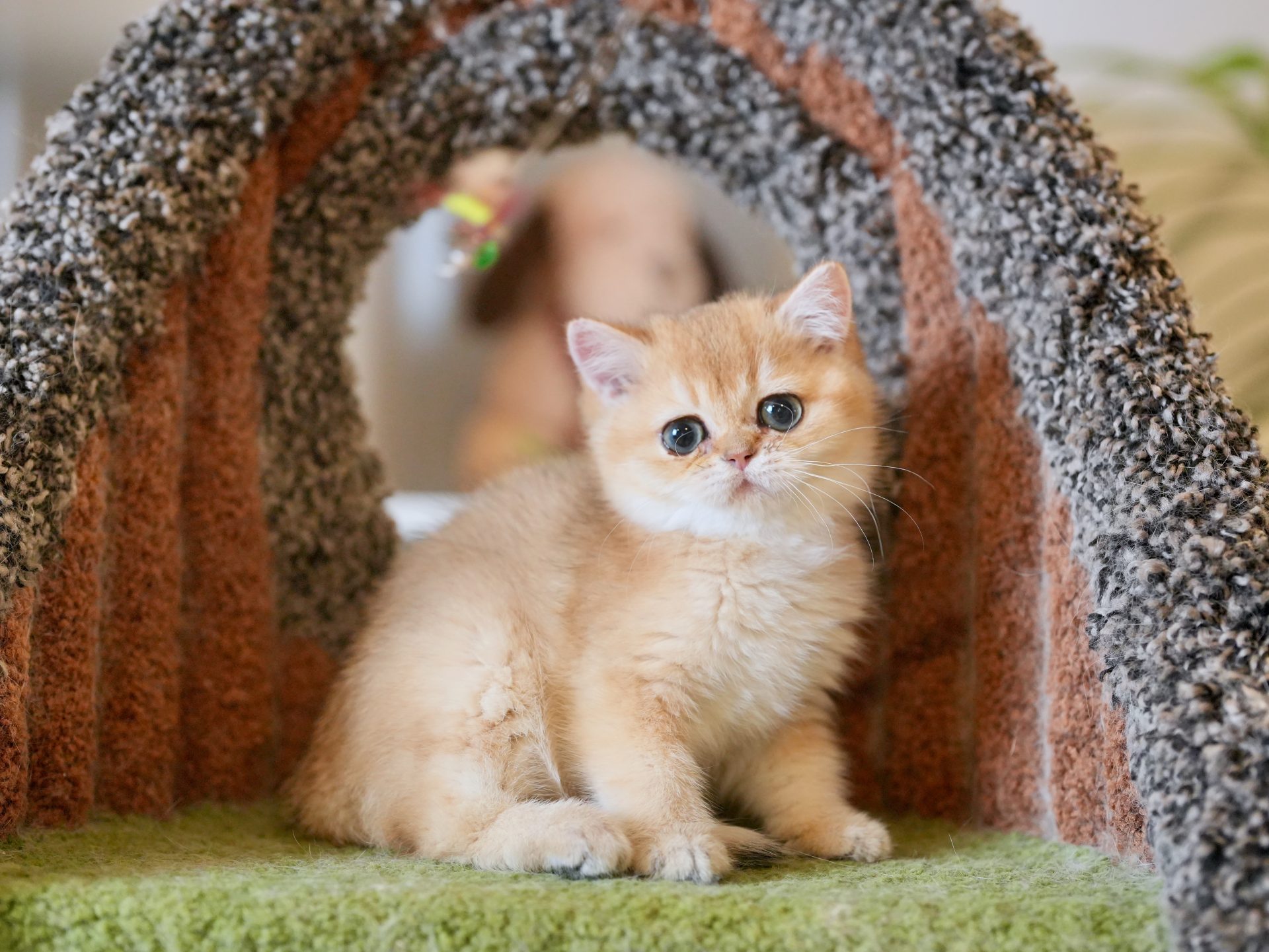 brown kittens for sale