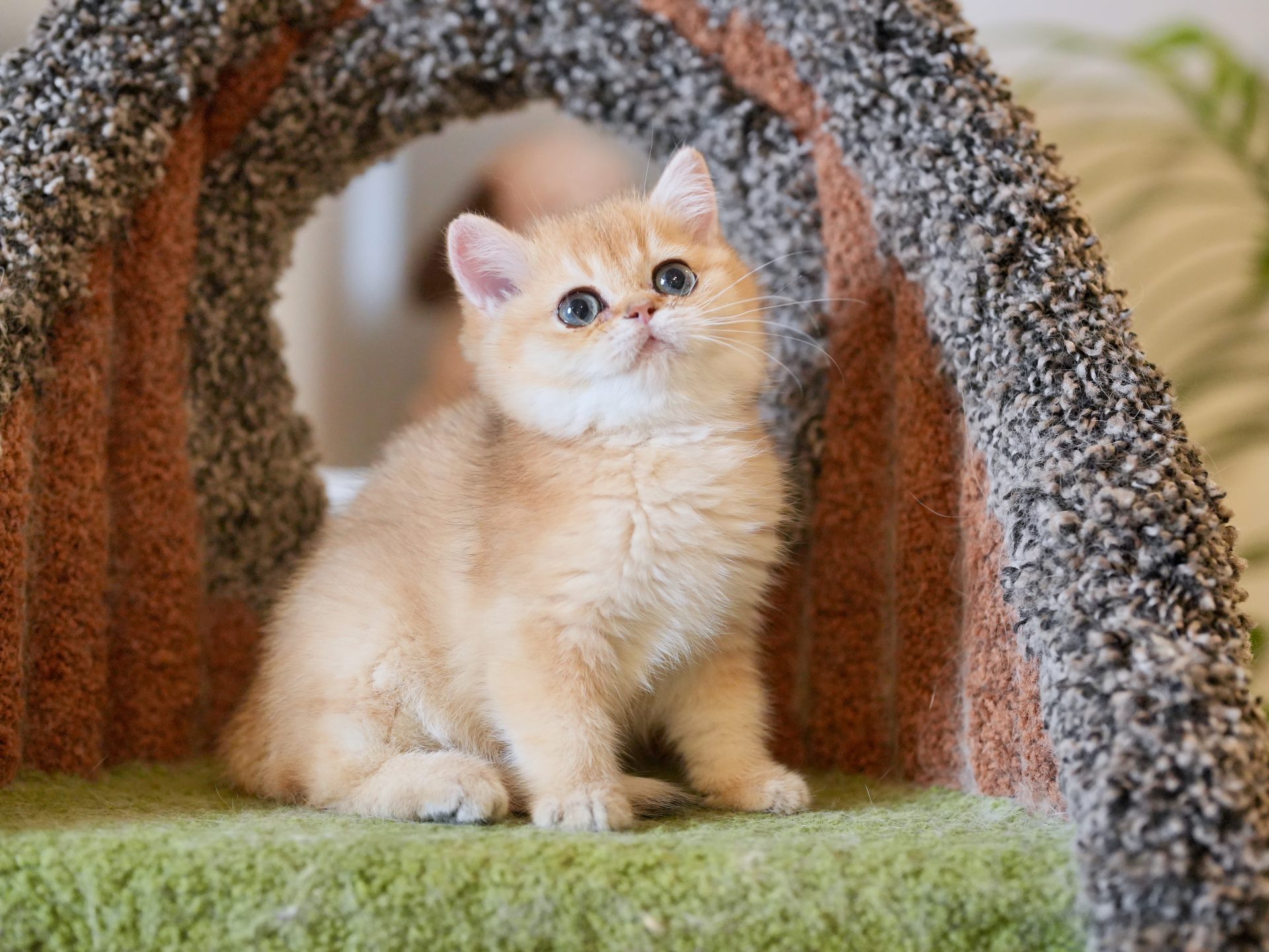 brown kittens for sale