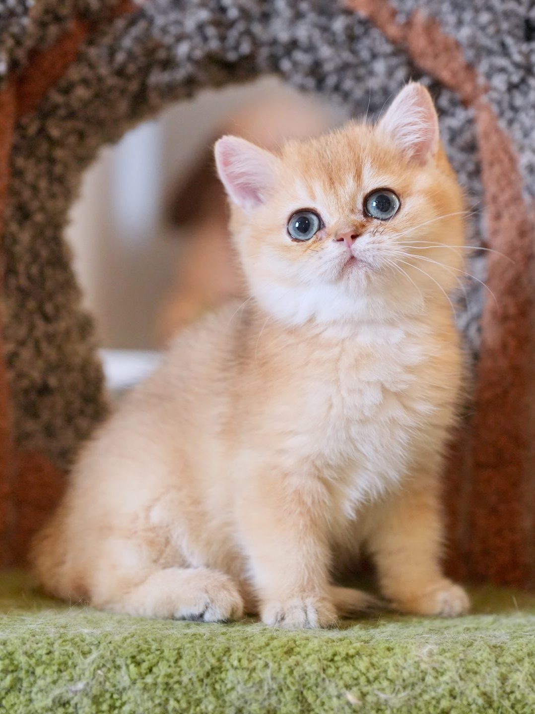 brown kittens for sale