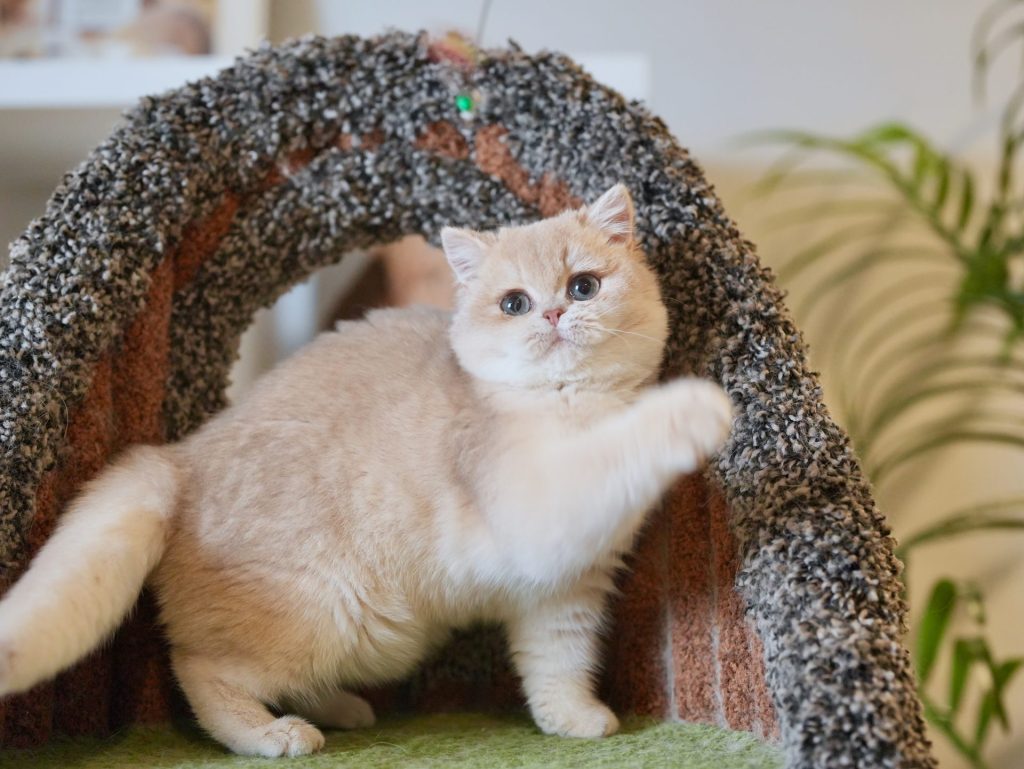 Blue Golden Shaded British Shorthair - Ciel - British Shorthair for sale & British Longhair Kittens for sale