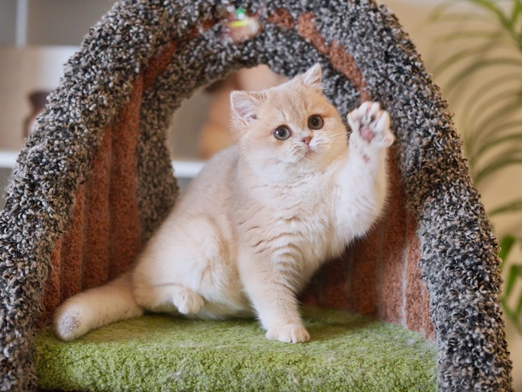 Blue Golden Shaded British Shorthair - Ciel - British Shorthair for sale & British Longhair Kittens for sale