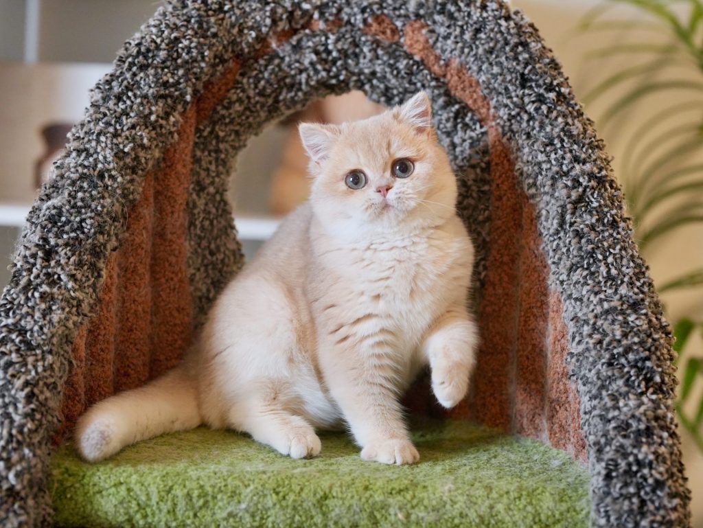 Blue Golden Shaded British Shorthair - Ciel - British Shorthair for sale & British Longhair Kittens for sale