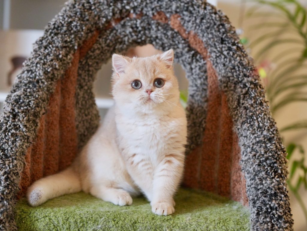 Blue Golden Shaded British Shorthair - Ciel - British Shorthair for sale & British Longhair Kittens for sale