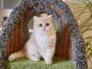 british shorthair kittens for sale