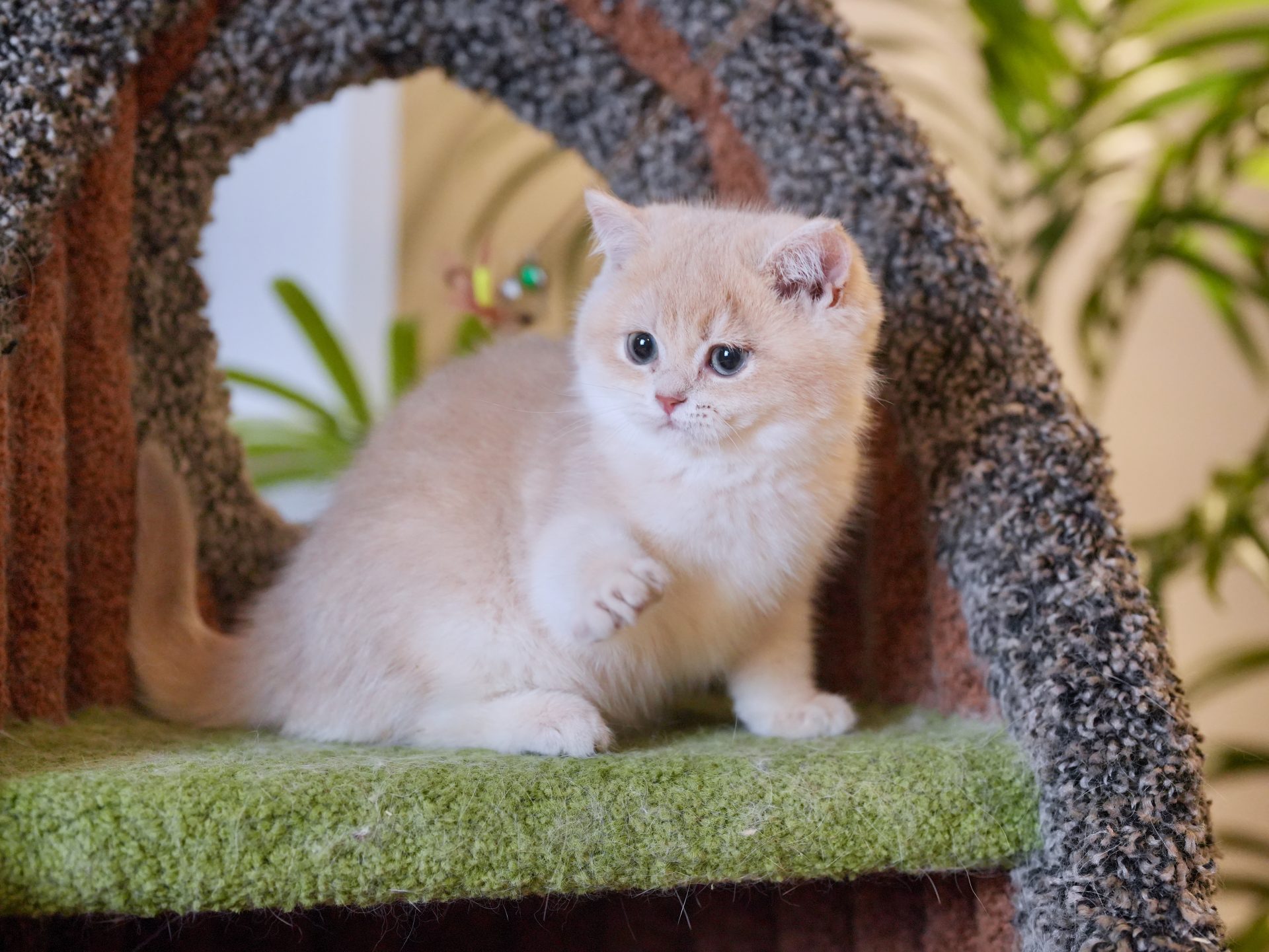 golden british shorthair
