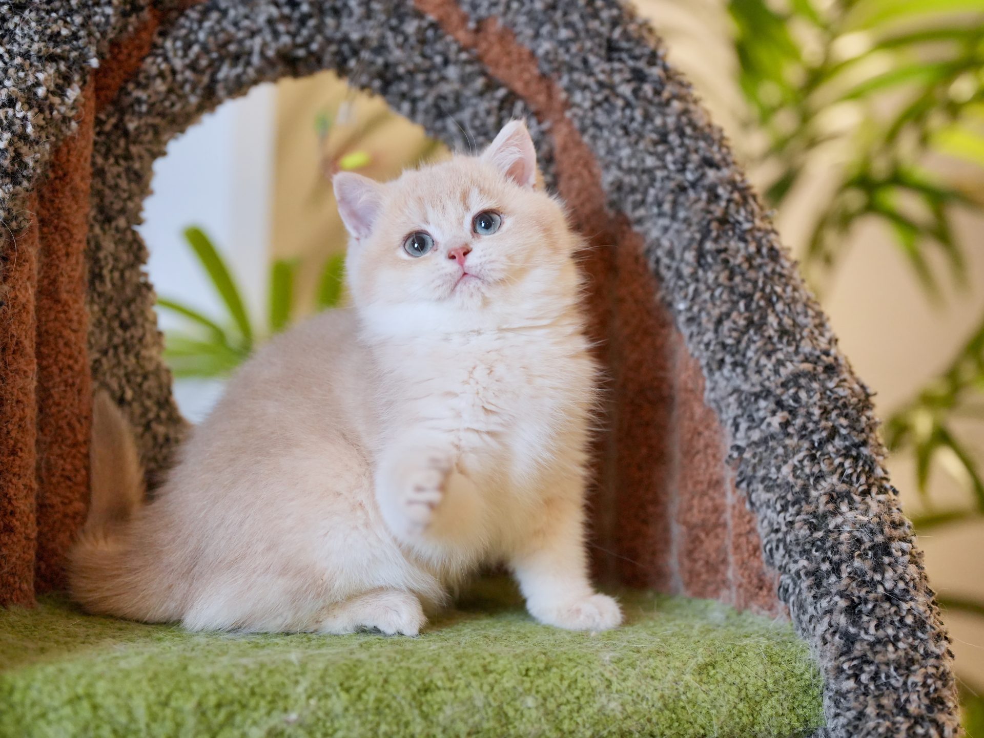 golden british shorthair