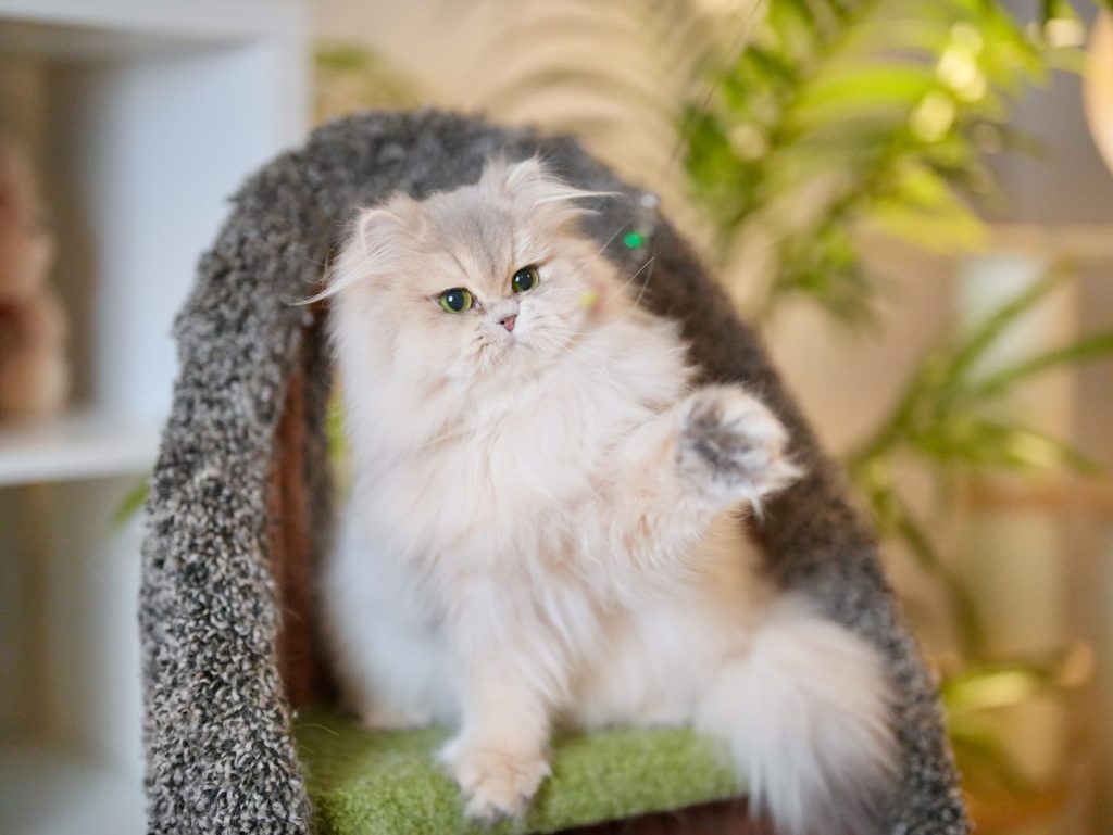 Blue Golden Shaded British Longhair - Moka - British Shorthair for sale & British Longhair Kittens for sale