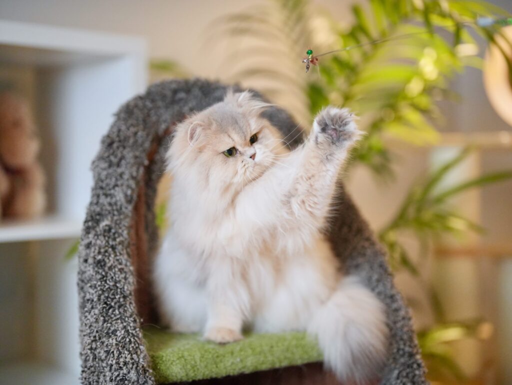 Blue Golden Shaded British Longhair - Moka - British Shorthair for sale & British Longhair Kittens for sale