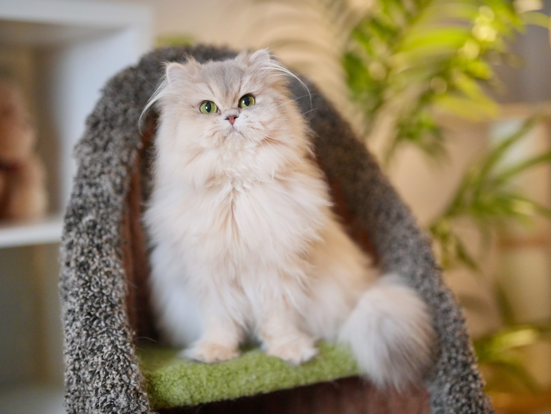 Blue Golden Shaded British Longhair - Moka - British Shorthair for sale & British Longhair Kittens for sale