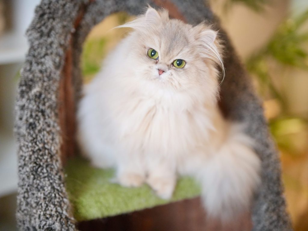 Blue Golden Shaded British Longhair - Moka - British Shorthair for sale & British Longhair Kittens for sale