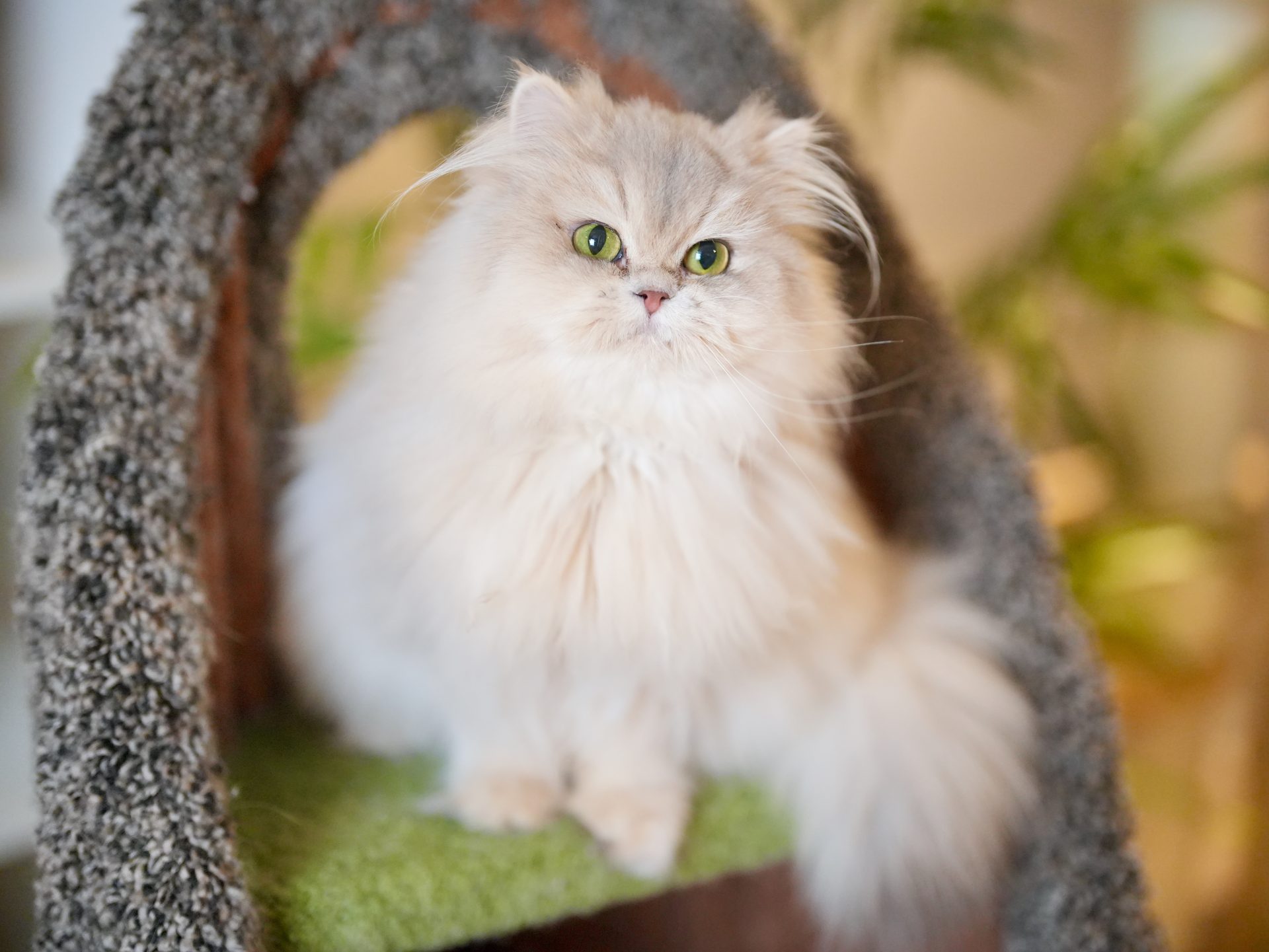 Blue Golden Shaded British Longhair - Moka - British Shorthair for sale & British Longhair Kittens for sale