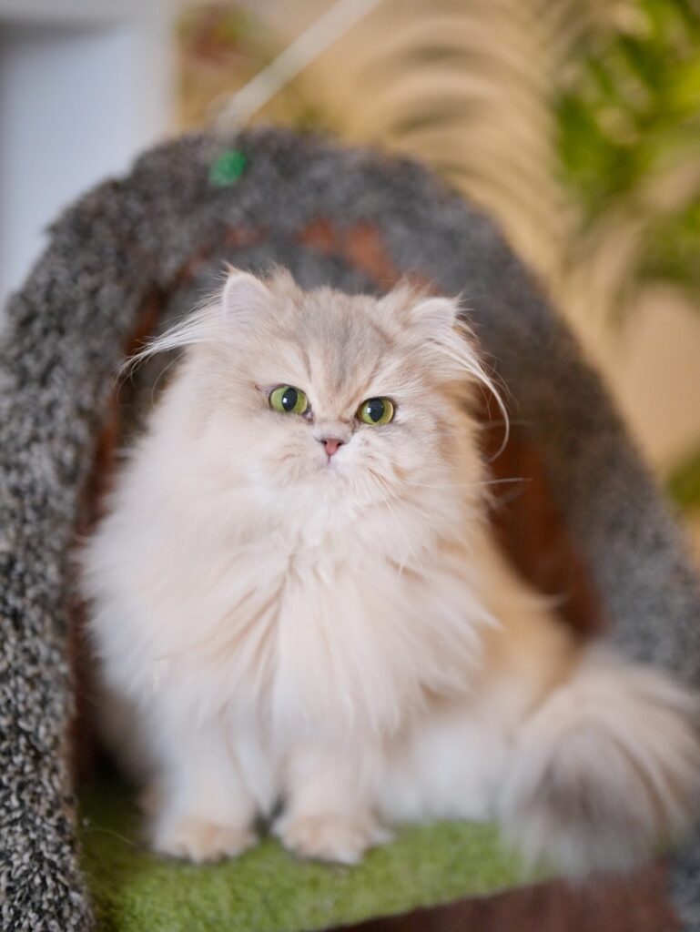 Blue Golden Shaded British Longhair - Moka - British Shorthair for sale & British Longhair Kittens for sale