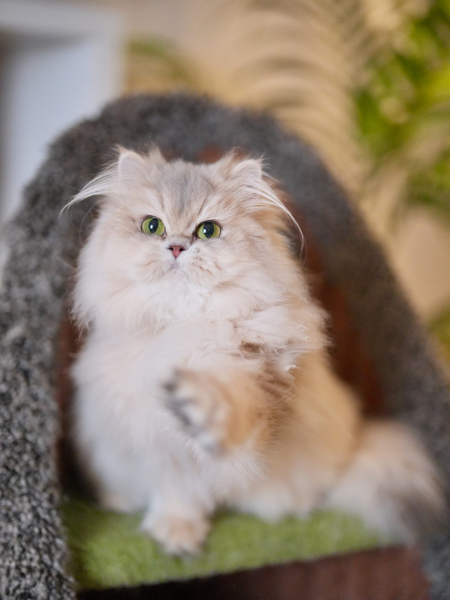 Blue Golden Shaded British Longhair - Moka - British Shorthair for sale & British Longhair Kittens for sale