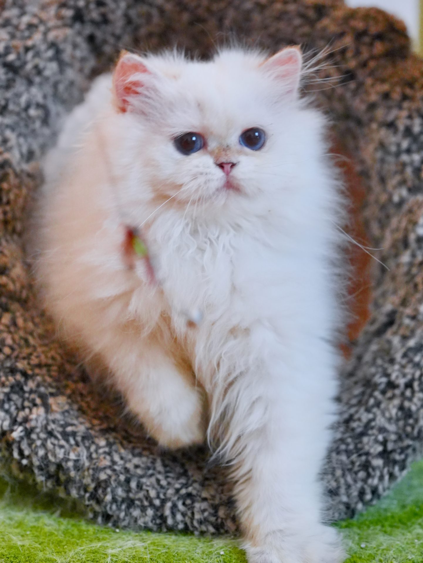 British Longhair