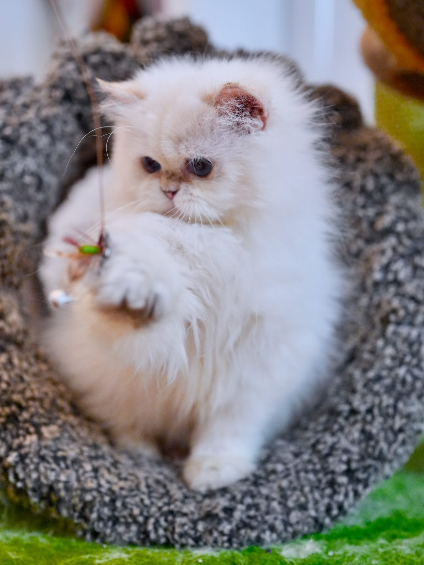 British Longhair