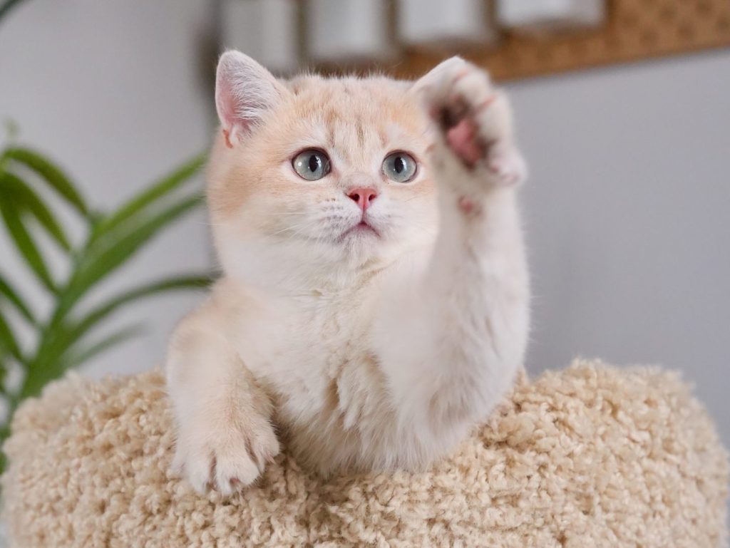 Blue Golden Shaded British Longhair - Moka - British Shorthair for sale & British Longhair Kittens for sale