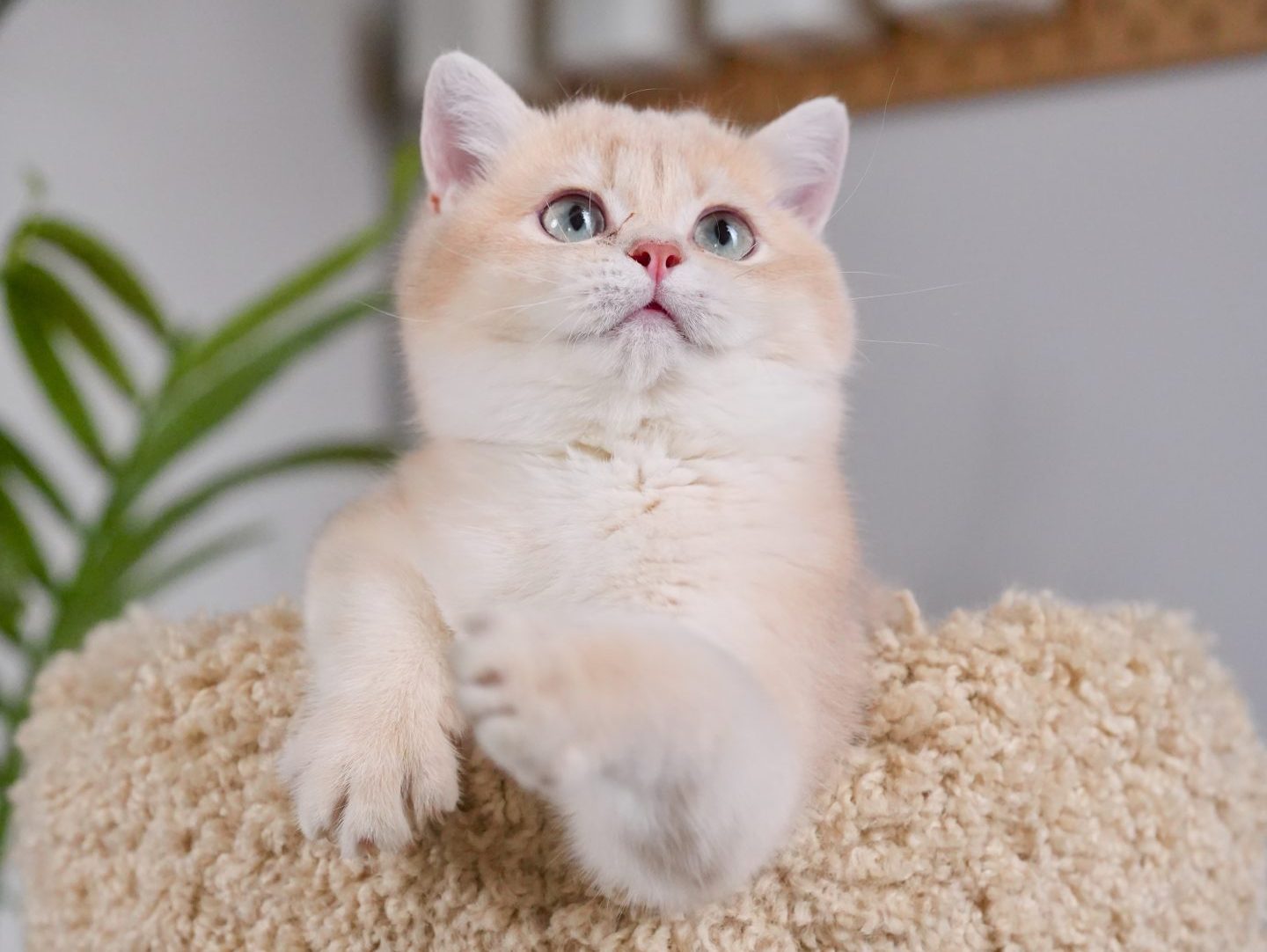 golden british shorthair