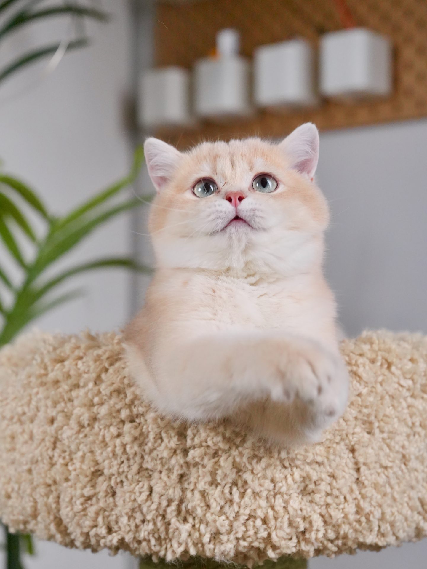 golden british shorthair