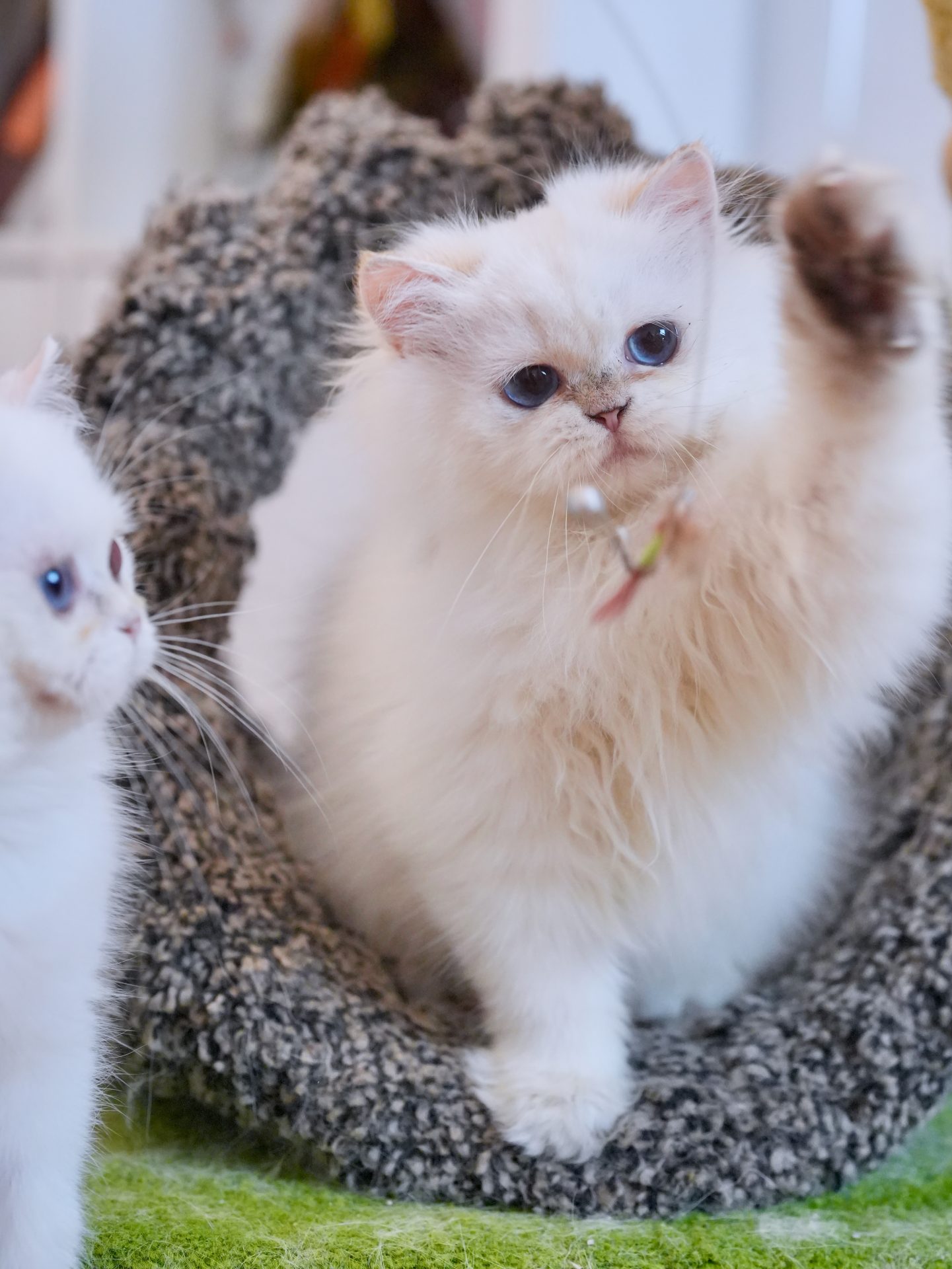 British Longhair