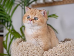 british shorthair kittens for sale