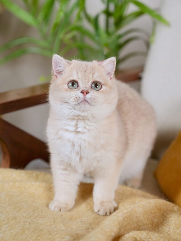Ciel is one of lilac golden british shorthair cats near me who captures love from cat lovers.